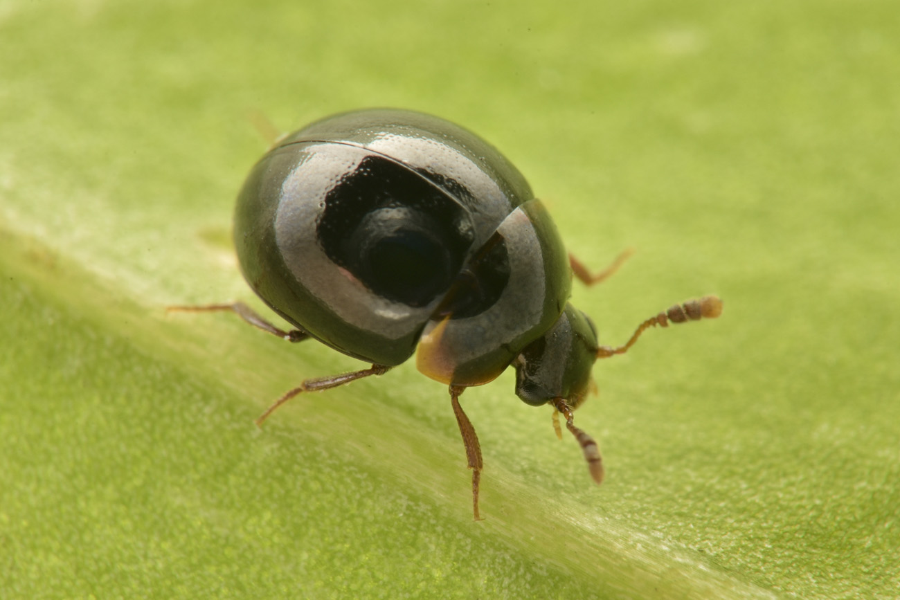 Leiodidae: Amphicyllis sp?